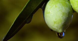 Birecik’te Zeytin Üreticilerine Destek Programları